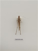 藏品(直翅目(1))的圖片